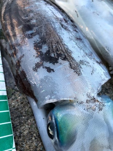 2022 佐渡ヶ島エギング 35回目【10月25日】