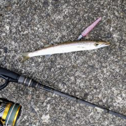 ネイリとカマス