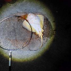 40日ぶりに魚を釣りました