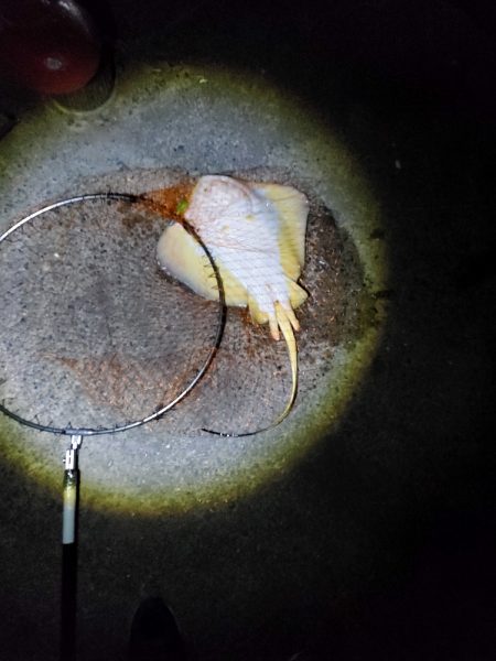 40日ぶりに魚を釣りました