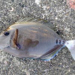 仕事帰りにシマアジ釣り