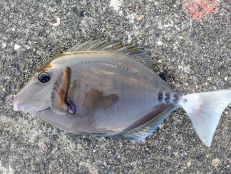 仕事帰りにシマアジ釣り