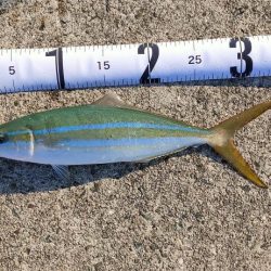 淡路島 釣り旅行