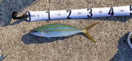 淡路島 釣り旅行