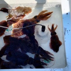 マイボートエギング