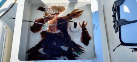 マイボートエギング