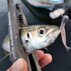 ブリ、アジ、カマス