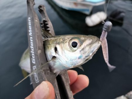 ブリ、アジ、カマス