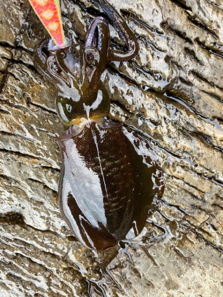 今回も青物狙いでしたが