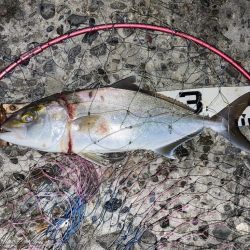 良型秋グレにシオ