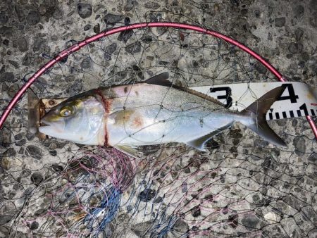 良型秋グレにシオ