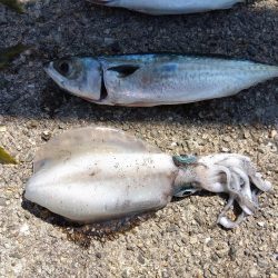 メジロ・メジロ・メジロ・サバサバサバ・アオリイカ