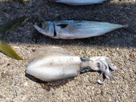 メジロ・メジロ・メジロ・サバサバサバ・アオリイカ