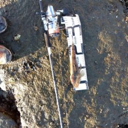 10月初物、嬉しい1匹