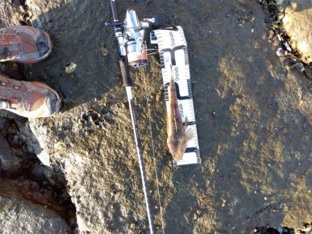 10月初物、嬉しい1匹