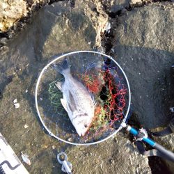 今日も釣れて一安心