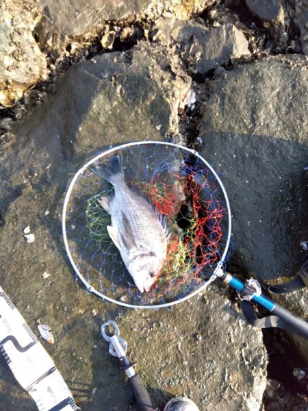 今日も釣れて一安心