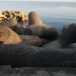 アオリイカ1杯!カマス11匹!小アジ1匹!