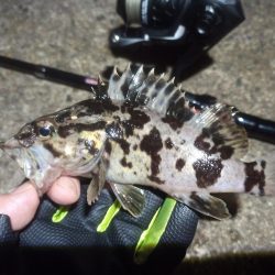 2022/10/05 南港ライトゲーム釣行