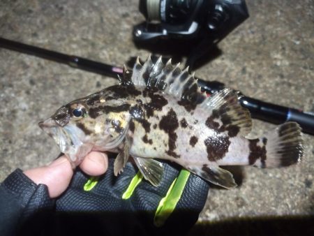 2022/10/05 南港ライトゲーム釣行…