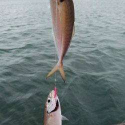 活性下げた播磨新島のキス