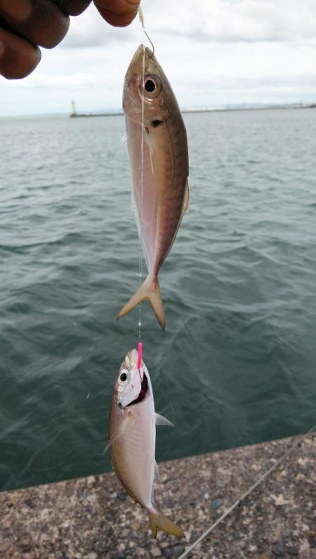 活性下げた播磨新島のキス
