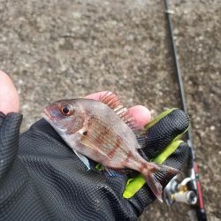 2022/10/08 須磨ライトゲーム釣行