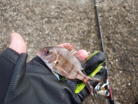 2022/10/08 須磨ライトゲーム釣行