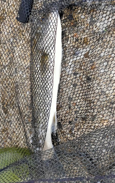 シーバスとアジとセイゴ