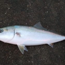 夕マズメ神戸空港でメジロ