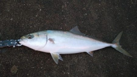 夕マズメ神戸空港でメジロ