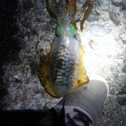 アオリイカ5杯!