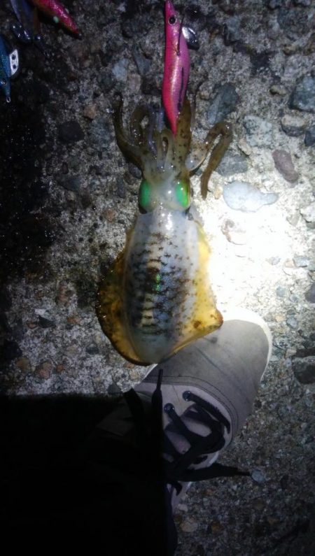 アオリイカ5杯！