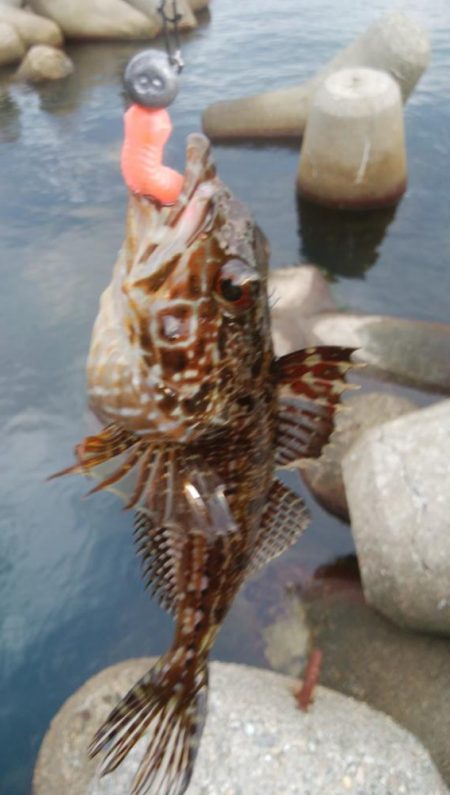 アオリイカ2杯！