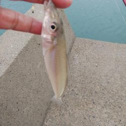 江井ヶ島のキス調査