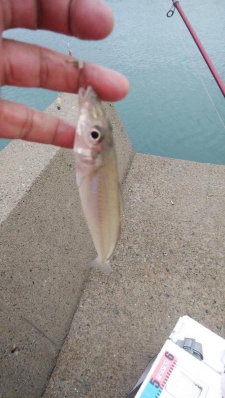 江井ヶ島のキス調査