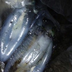 アオリイカ3杯！