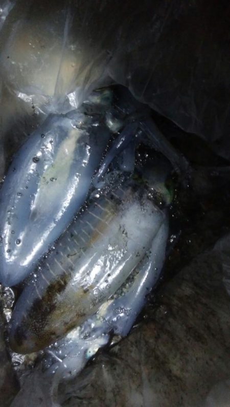 アオリイカ3杯！