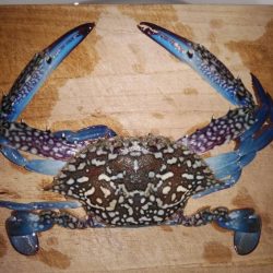 播磨新島のキス調査