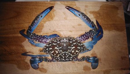 播磨新島のキス調査