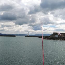 江井ヶ島のキス調査