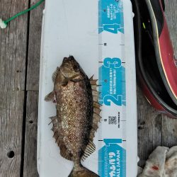 フカセ‥最高ですネ・・