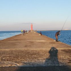 播磨新島のキス連日調査