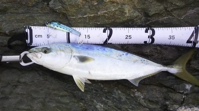 秋の青物狙いpart3～5