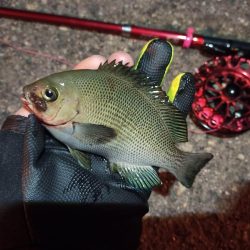 2022/10/29 南港ヘチ釣り釣行