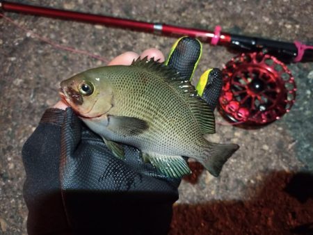 2022/10/29 南港ヘチ釣り釣行