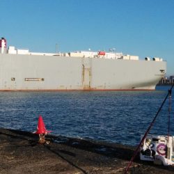 播磨新島のキス情報