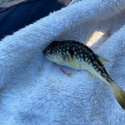 【サビキ釣り】アイゴに注意！カタクチイワシが湧いてます