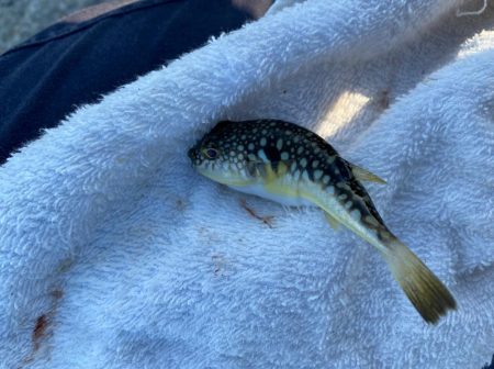 【サビキ釣り】アイゴに注意！カタクチイワシが湧いてます