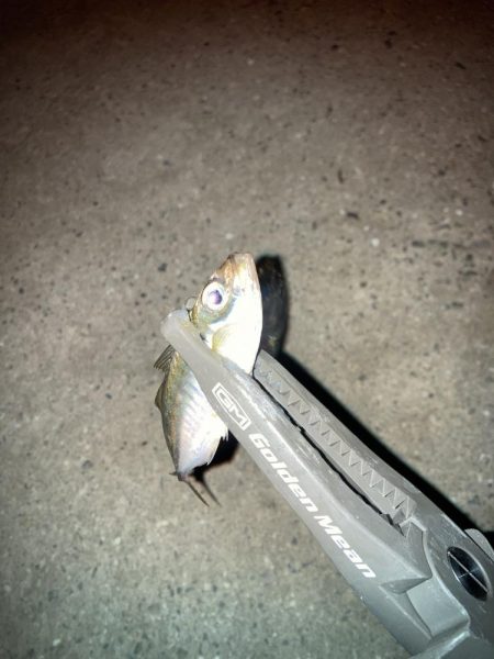 ギョーザとビールは合う